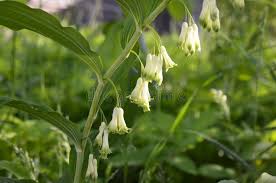 Attēlu rezultāti vaicājumam “Polygonatum odoratum bud”