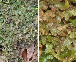 Attēlu rezultāti vaicājumam “Riccardia latifrons”