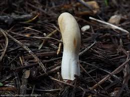 Attēlu rezultāti vaicājumam “Podostroma leucopus”