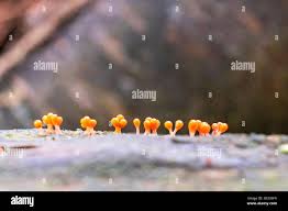 Attēlu rezultāti vaicājumam “Trichia contorta spores”