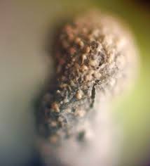 Attēlu rezultāti vaicājumam “Badhamia dubia”