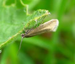 Attēlu rezultāti vaicājumam “Glyphipterigidae”