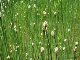 Attēlu rezultāti vaicājumam “Eleocharis palustris flower”