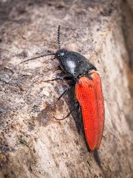 Attēlu rezultāti vaicājumam “Ampedus sanguineus”