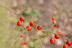 Attēlu rezultāti vaicājumam “Asparagus officinalis fruit”