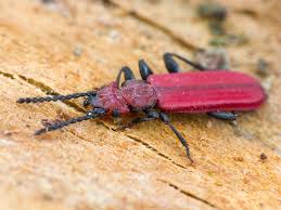 Attēlu rezultāti vaicājumam “Cucujus cinnaberinus”