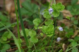 Attēlu rezultāti vaicājumam “Veronica filiformis flower”