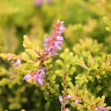 Attēlu rezultāti vaicājumam “Calluna vulgaris”