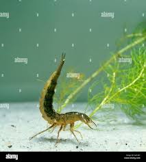 Attēlu rezultāti vaicājumam “Dytiscus sp. larva”