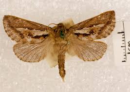 Attēlu rezultāti vaicājumam “Hepialidae”