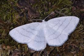 Attēlu rezultāti vaicājumam “Cabera pusaria”