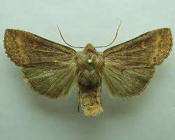 Attēlu rezultāti vaicājumam “Eupsilia transversa”