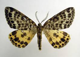 Attēlu rezultāti vaicājumam “Arichanna melanaria”