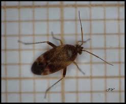 Attēlu rezultāti vaicājumam “Psallus sp.”