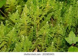 Attēlu rezultāti vaicājumam “Ptilium crista-castrensis”