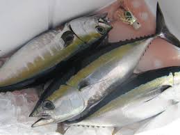 Image result for Thunnus atlanticus