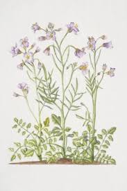 Attēlu rezultāti vaicājumam “Cardamine pratensis”