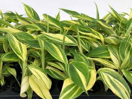 Attēlu rezultāti vaicājumam “Dianema nivale sessile”