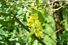 Attēlu rezultāti vaicājumam “Laburnum alpinum flower”