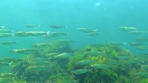 Image result for Liza ramada