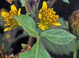 Attēlu rezultāti vaicājumam “Bidens tripartita flower”