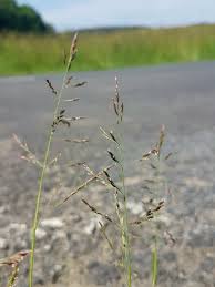 Attēlu rezultāti vaicājumam “Puccinellia distans”