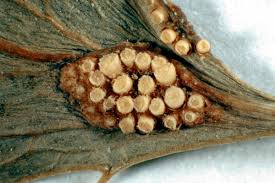 Attēlu rezultāti vaicājumam “Puccinia agrostidis”