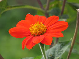 Image result for Tithonia rotundifolia