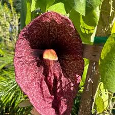Attēlu rezultāti vaicājumam “Aristolochia durior”