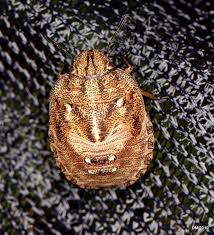 Attēlu rezultāti vaicājumam “Eurygaster testudinaria imago”