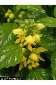 Attēlu rezultāti vaicājumam “Lamiastrum galeobdolon”