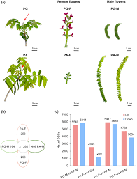 Attēlu rezultāti vaicājumam “Juglans mandshurica male flower”