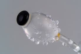 Attēlu rezultāti vaicājumam “Pilobolus crystallinus”