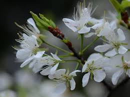 Attēlu rezultāti vaicājumam “Prunus (plum-tree) flower”