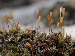 Attēlu rezultāti vaicājumam “Racomitrium heterostichum”