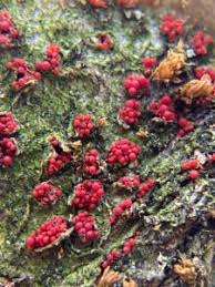 Attēlu rezultāti vaicājumam “Neonectria fuckeliana”