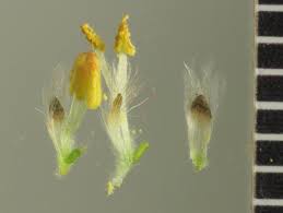Attēlu rezultāti vaicājumam “Salix cinerea female flower”