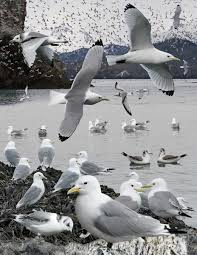 Attēlu rezultāti vaicājumam “Rissa tridactyla adult”