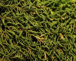 Attēlu rezultāti vaicājumam “Anomodon attenuatus”