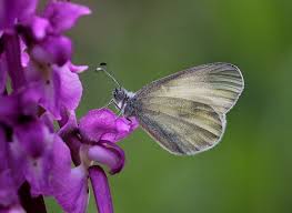 Attēlu rezultāti vaicājumam “Leptidea sinapis underside”