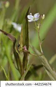 Attēlu rezultāti vaicājumam “Veronica scutellata flower”