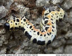 Attēlu rezultāti vaicājumam “Abraxas grossulariata larva”