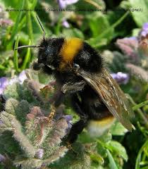 Attēlu rezultāti vaicājumam “Psithyrus sylvestris”