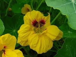 Image result for Tropaeolum minus