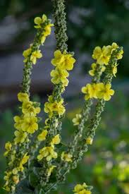 Attēlu rezultāti vaicājumam “Verbascum densiflorum flower”