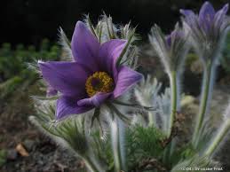 Image result for Kuhschelle