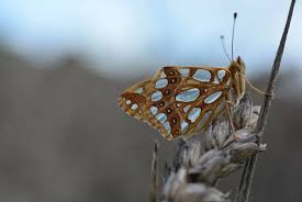 Attēlu rezultāti vaicājumam “Issoria lathonia upperside”
