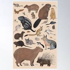 Attēlu rezultāti vaicājumam “Rodentia”