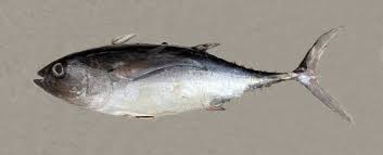 Image result for Thunnus obesus