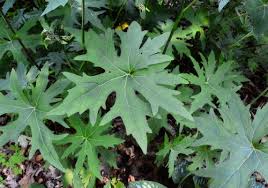 Attēlu rezultāti vaicājumam “Ligularia sibirica leaf”